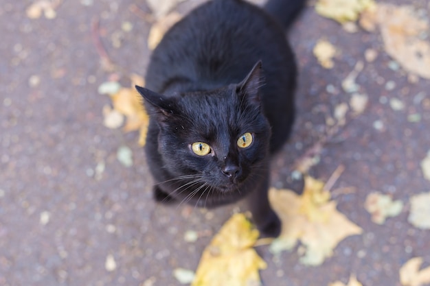 Zwarte kat, zittend op de bladeren