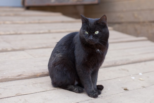 Zwarte kat, zittend op straat