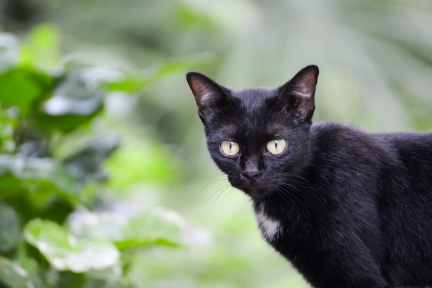 Zwarte katten zijn haveloos