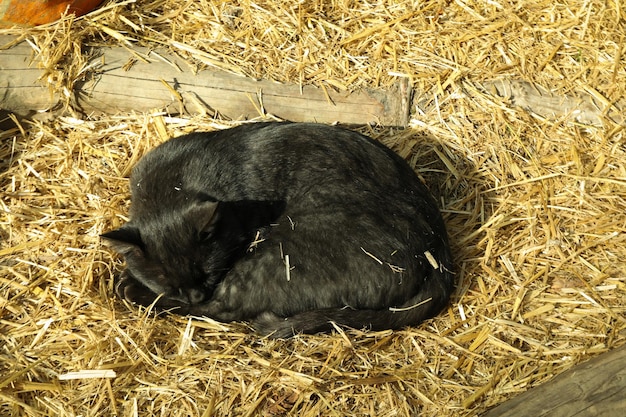 Zwarte kattenslaap op stro in zonnige dag