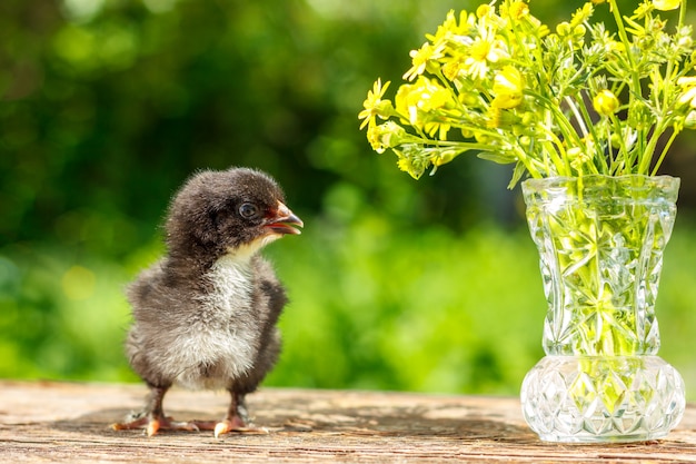 zwarte kip staat op een houten tafel met natuurlijke achtergrond