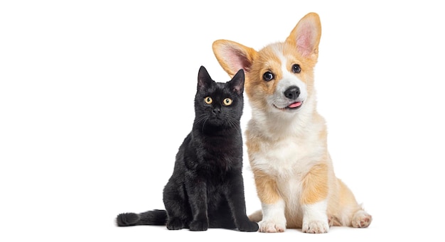 Zwarte kitten gekruiste kat en puppy Welsh Corgi Pembroke hond die naar de camera kijkt geïsoleerd op wit