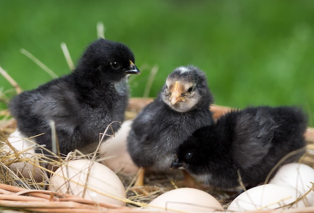 Zwarte kleine kippen en eieren in de natuur.