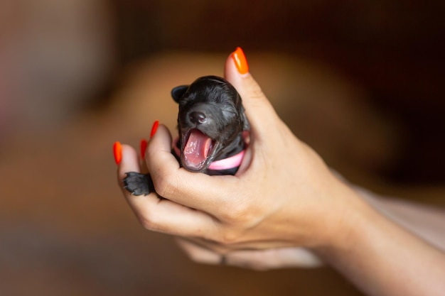 Zwarte kleine poedelpuppy in portret van gemiddelde grootte Hoge kwaliteit foto