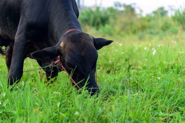 Zwarte koe die gras eet