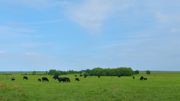 Zwarte koe op gras van weide zwarte angus koe kudde grazen op weide grasland