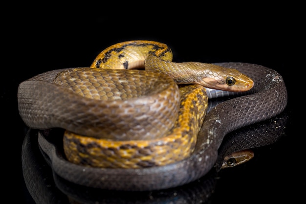 Zwarte koperen rattenslang op zwarte achtergrond