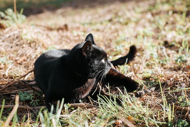 Zwarte korthaarkat die op gras in de natuur ligt en wegkijkt Nieuwsgierig huisdier dat buiten in een lage hoek ligt