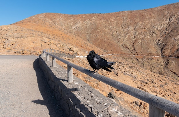 Foto zwarte kraai die zich voordeed op houten spoor met berg op de achtergrond