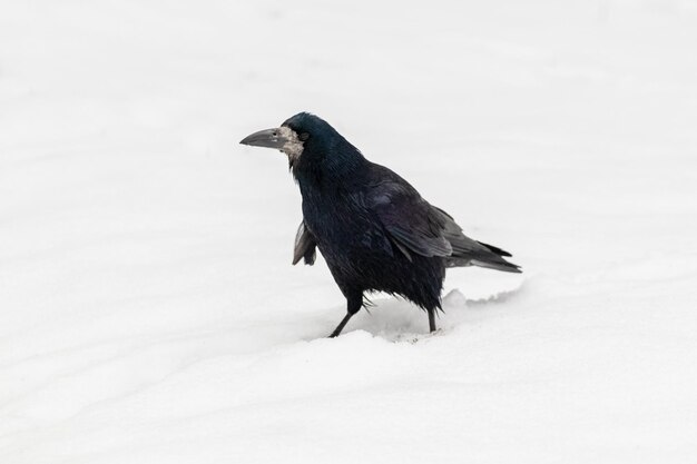 Zwarte kraai in het winterpark in de sneeuw