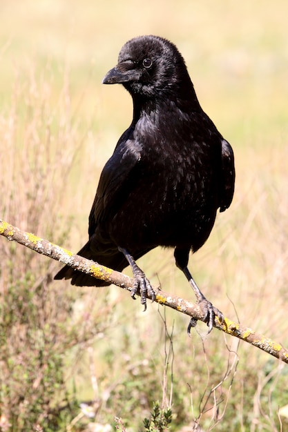 Zwarte kraai met de eerste lichten van de dag, raaf, kraai, vogel, Corvus corone