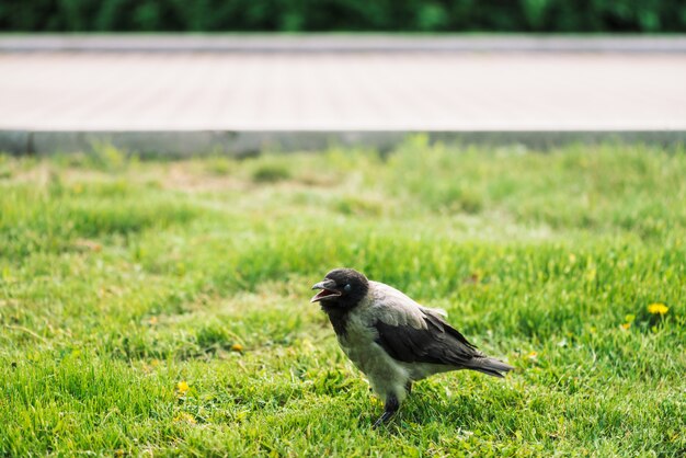 Zwarte kraaigangen op groen gazon op bestrating met exemplaarruimte. Raaf op gras. Wilde vogels op weide. Roofzuchtig dier van stadfauna. Het gevederte van vogel is dicht omhoog.