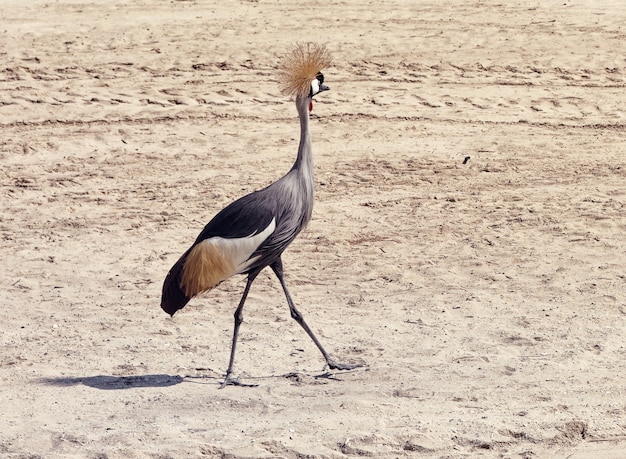 Foto zwarte kroonkraan