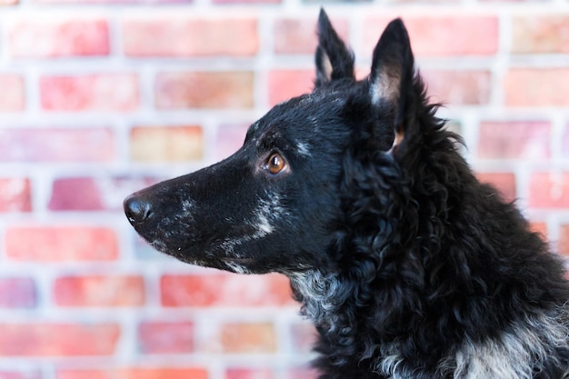 Zwarte krullende hond close-up portret in studio poseren glimlachend