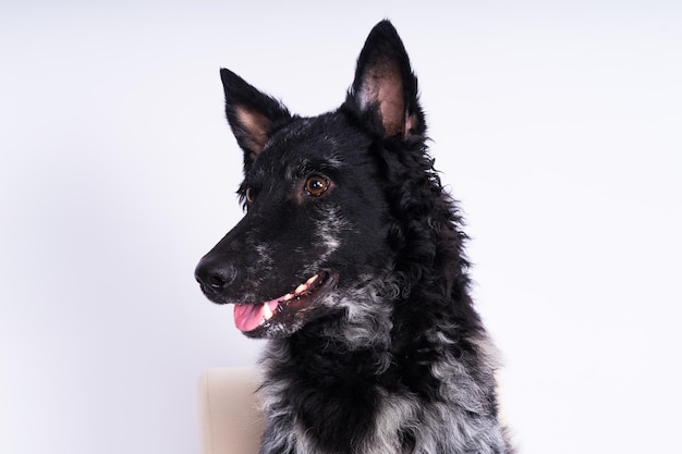 Zwarte krullende hond close-up portret in studio poseren glimlachend