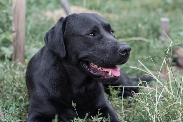 Zwarte Labrador-hond die op het gras in de tuinclose-up ligt