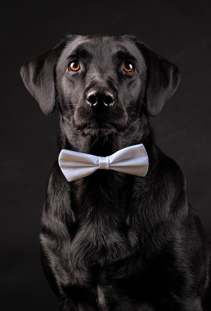 Foto zwarte labrador hond met oranje ogen met strikje