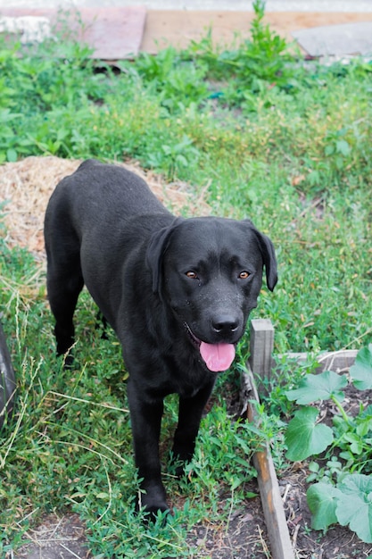 Zwarte Labrador-hond op het gras in de tuin