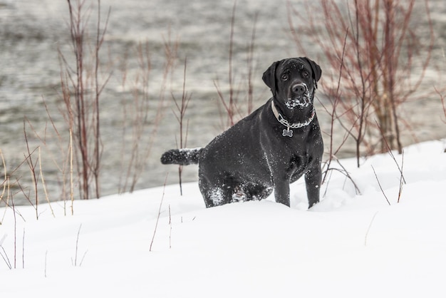 Zwarte labrador in de sneeuw