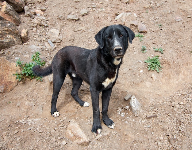 Zwarte labrador retriever buitenshuis