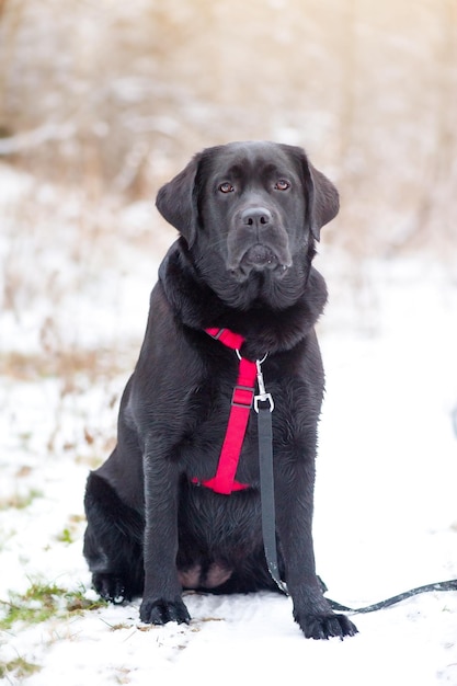 Zwarte labrador retriever Dierlijk huisdier Een hond in een rood harnas en met een zwarte riem