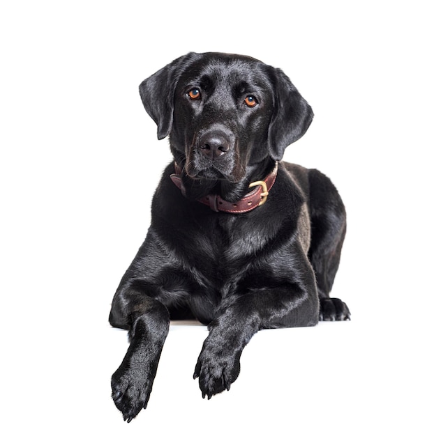 Zwarte Labrador Retriever geïsoleerd op wit