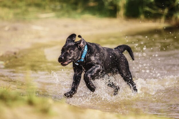 Zwarte labrador retriever hond puppy