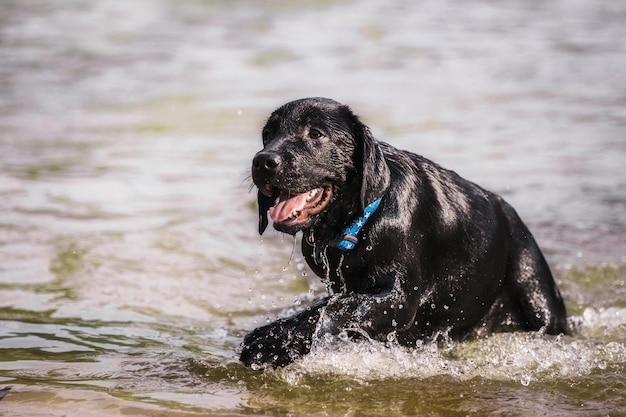 Zwarte labrador retriever hond puppy