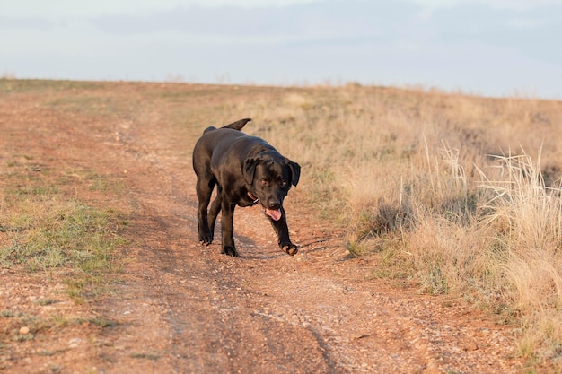 Zwarte Labrador Retriever loopt in een veld