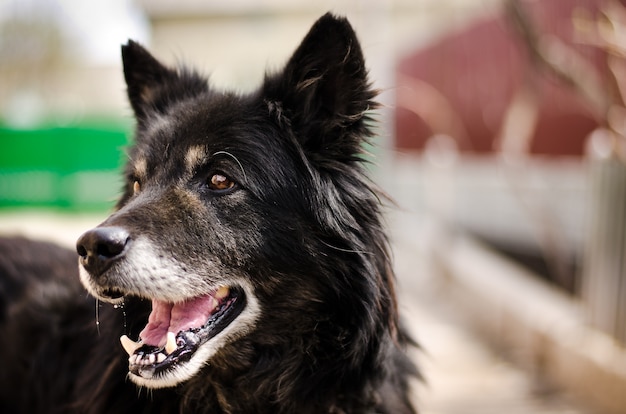 Zwarte lachende hond