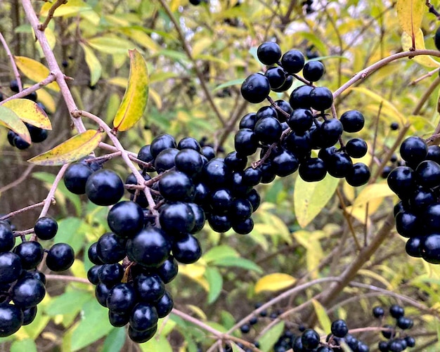 Zwarte ligusterbessen met bladeren van Ligustrum vulgare.