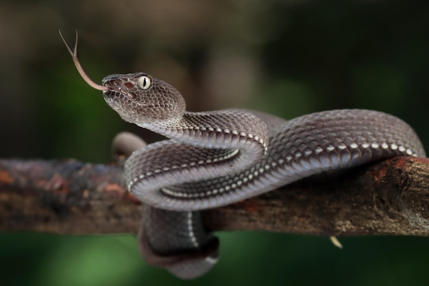 Zwarte mangrove pit Viper close-up op tak