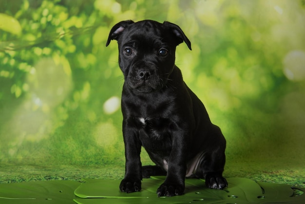 Zwarte mannelijke American Staffordshire Bull Terrier-hond of AmStaff-puppy op groene achtergrond