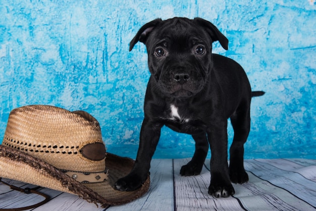 Zwarte mannelijke american staffordshire bull terrier hond puppy met hoed op blauwe achtergrond