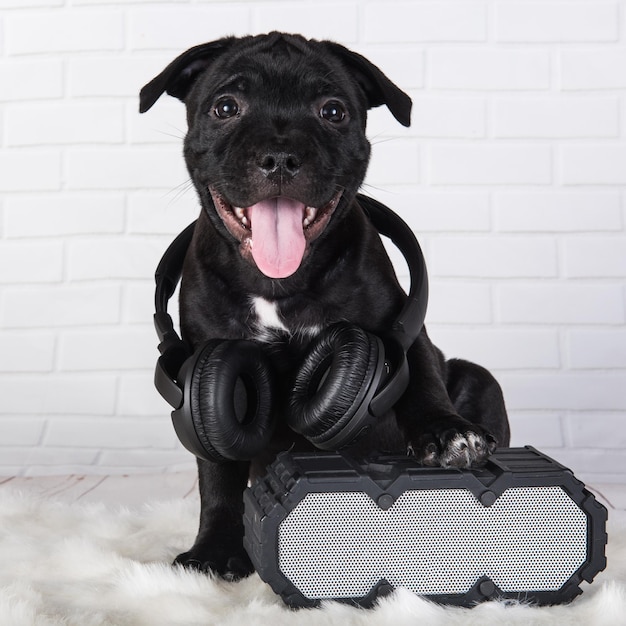 Zwarte mannelijke American Staffordshire Bull Terrier-hond puppy met softbox en koptelefoon op wit