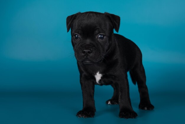 Zwarte mannelijke american staffordshire terrier-hond of amstaff-puppy op blauwe achtergrond