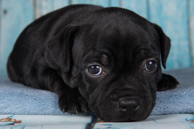 Zwarte mannelijke American Staffordshire Terrier-hond of AmStaff-puppy op blauwe achtergrond