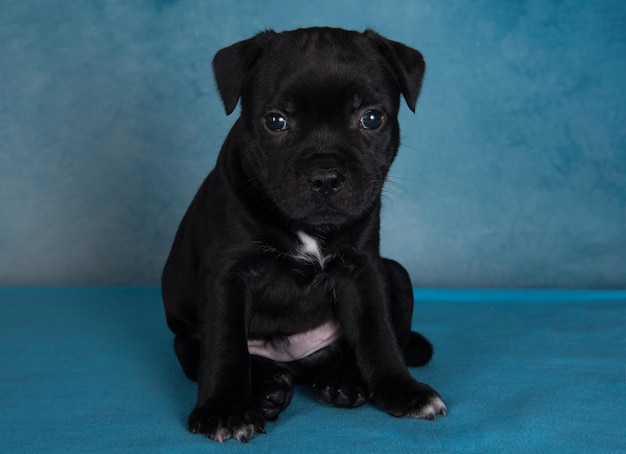 Zwarte mannelijke american staffordshire terrier-hond of amstaff-puppy op blauwe achtergrond