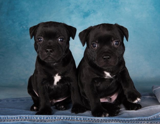 Zwarte mannelijke American Staffordshire Terrier-honden of AmStaff-puppy's op blauwe achtergrond