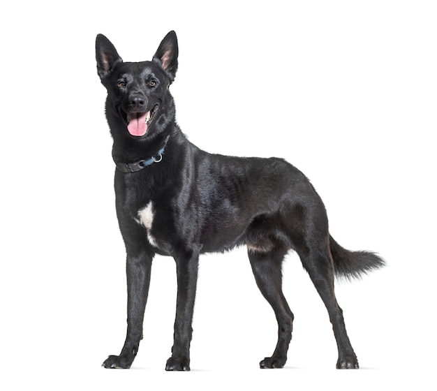Zwarte Mechelaar hond hijgen in studio tegen witte achtergrond