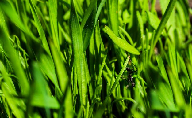 Foto zwarte mier ondersteboven op groen gras op een zonnige dag