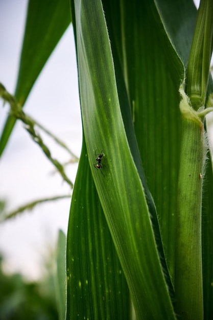 zwarte mier op maïsblad