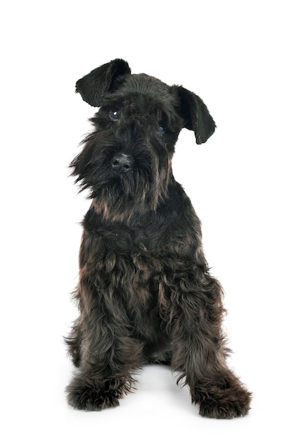 Zwarte miniatuurschnauzer in studio