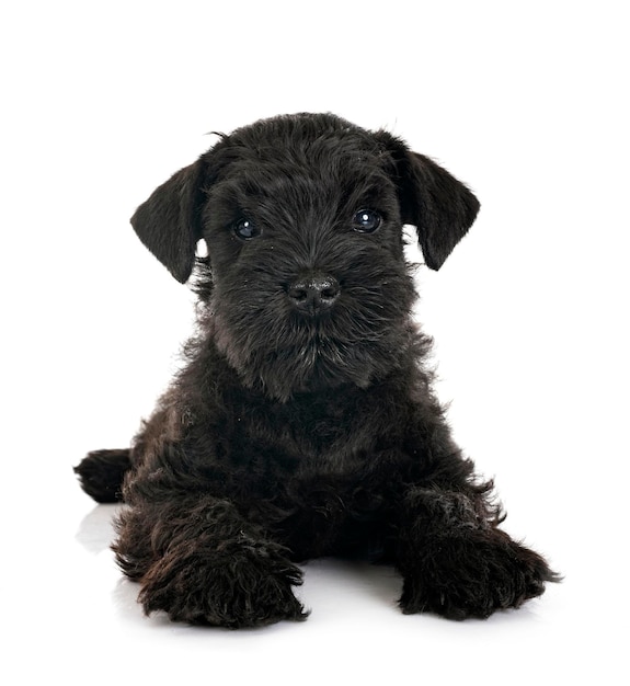 Zwarte miniatuurschnauzer in studio