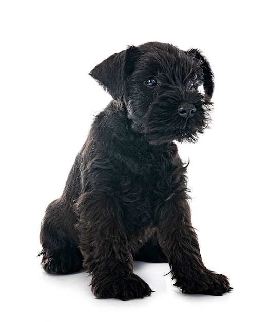 Zwarte miniatuurschnauzer in studio