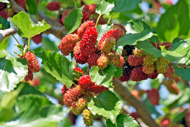 Zwarte moerbeiboom bedekt met fruit