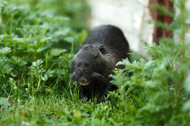 Foto zwarte muskusrat in het groene gras doet zijn werk.