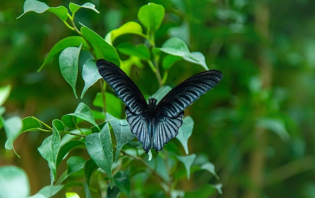 Zwarte nachtvlinder op een blad Papilio memnon