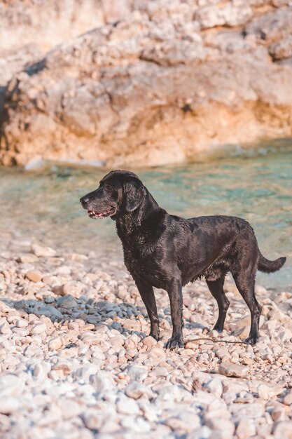 Foto zwarte natte labradorhond op rotsachtig zeestrand