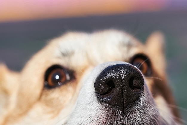 Zwarte neus van een corgi-hond in focus van het frame is begraven in de camera